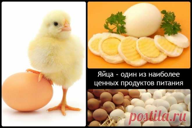 Интересные факты о куриных яйцах
