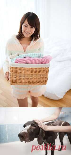 Как часто нужно стирать белье, джинсы... собаку / Домоседы