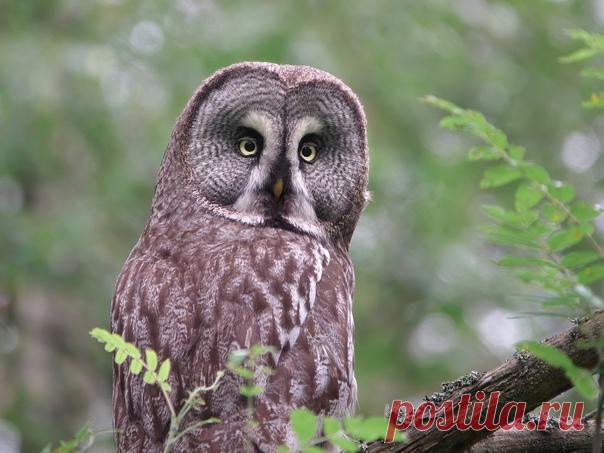 Бородатая неясыть в объективе Андрея Гуливанова (nat-geo.ru/community/user/223451/).
