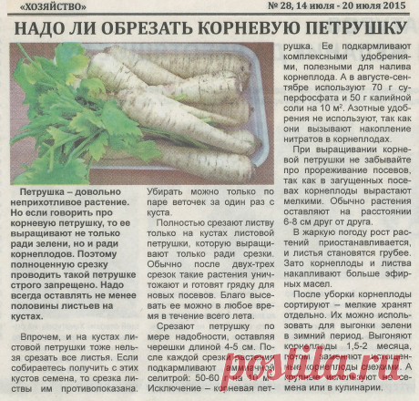 Надо ли обрезать корневую петрушку
