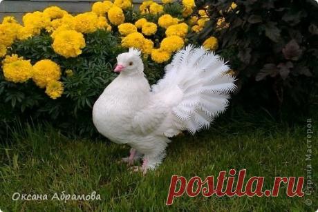 Голубок из пластиковых бутылок