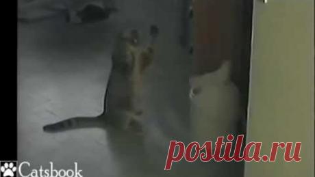 Чем занимается кот ночью