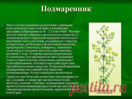 Подмаренник - лечебные свойства