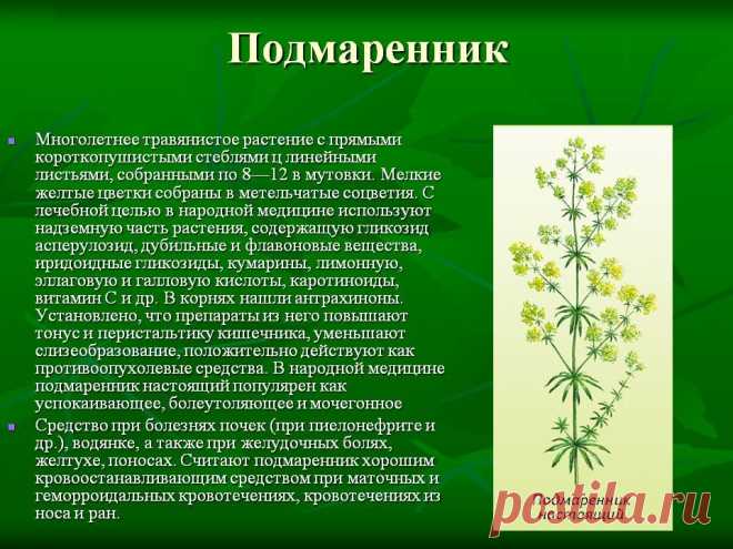 Подмаренник - лечебные свойства