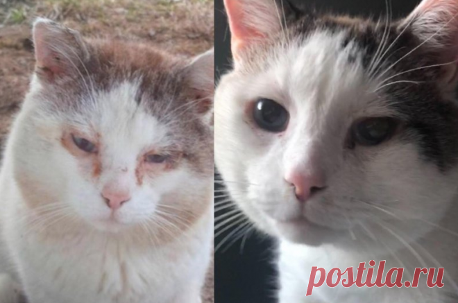 20 удивительных преображений животных, которые с улиц попали в заботливые руки Никогда не надоедает смотреть на то, как на глазах меняются животные, которые находят свой дом и хозяев. Даже самые грустные и, казалось бы, безнадежные, становятся радостными и умиротворенными - вот что творит любовь!