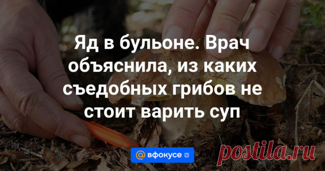 Грибники наслаждаются урожайным началом лета. Подберезовики, маслята, подосиновики, белые… Но, оказывается, не из всех стоит варить суп. Почему?