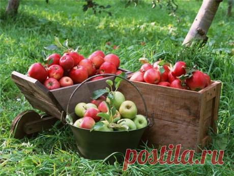 Чтобы мать-природа не обиделась При сборе урожая мы отбираем у природы часть ее силы, ее запасов. Если ничего не давать ей взамен, природа обидится. А это грозит тем, что на следующий год в лучшем […]