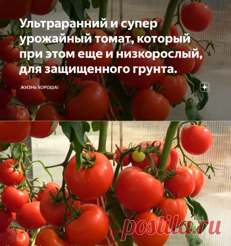 Ультраранний и супер урожайный томат, который при этом еще и низкорослый, для защищенного грунта. | Жизнь хорошА! | Яндекс Дзен