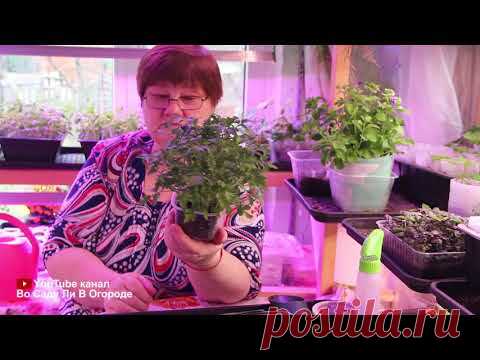 САМЫЙ НАДЕЖНЫЙ И ПРОВЕРЕННЫЙ СПОСОБ ПОСЕВА ТОМАТОВ.