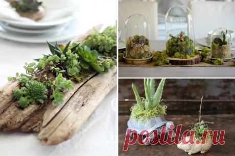 10 DIY Indoor Gardens for the Urban Gardener | eHow