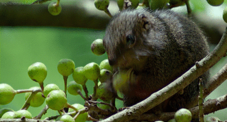 Двигающиеся картинки анимации животных на рабочий стол