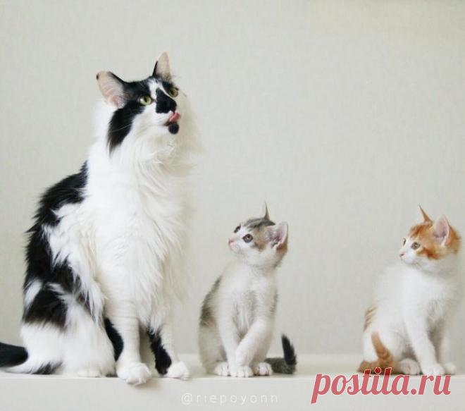 Эти милые сиротки сами выбрали себе папу-кота…