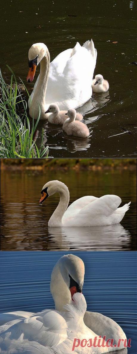 Лебеди....