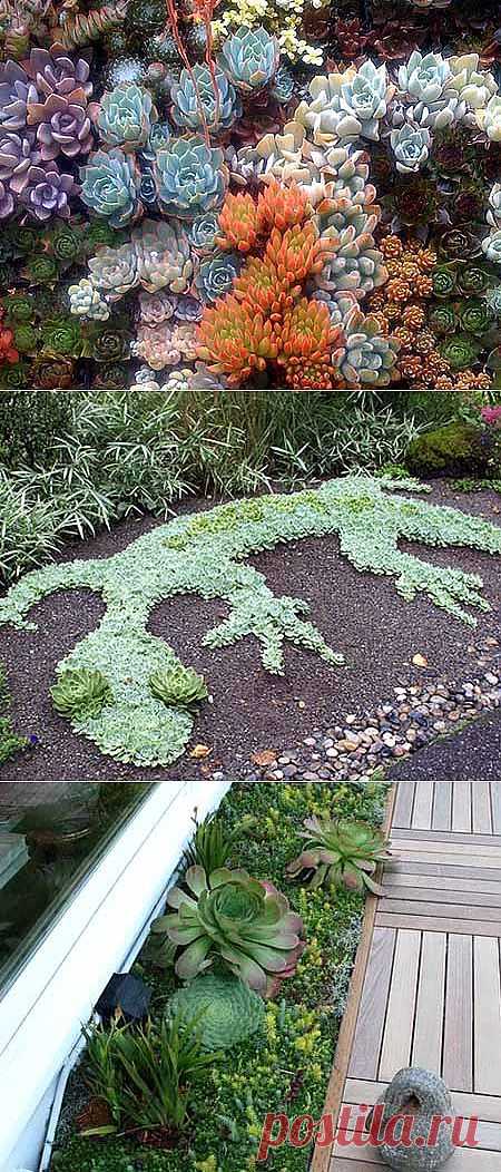 Композиции из цветов суккулентов: живая мозаика в саду