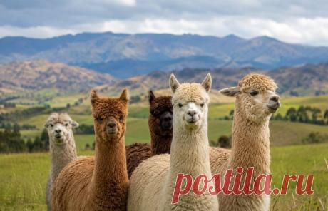 🦙 Альпаки — не просто милые животные с пушистой шерстью! Эти удивительные обитатели Анд обладают высоким интеллектом, невероятно ценным мехом и дружелюбным характером 😍

Узнайте:
🦙 чем альпаки отличаются от лам
🧶 почему их шерсть считается одной из лучших в мире
🌿 как живут и общаются альпаки
🏔️ интересные факты о самых очаровательных животных Южной Америки

#альпака#альпаки#животные#интересныефакты#шерстьальпаки#ламы#природа#животныеанд
Изображение от ChatGPT