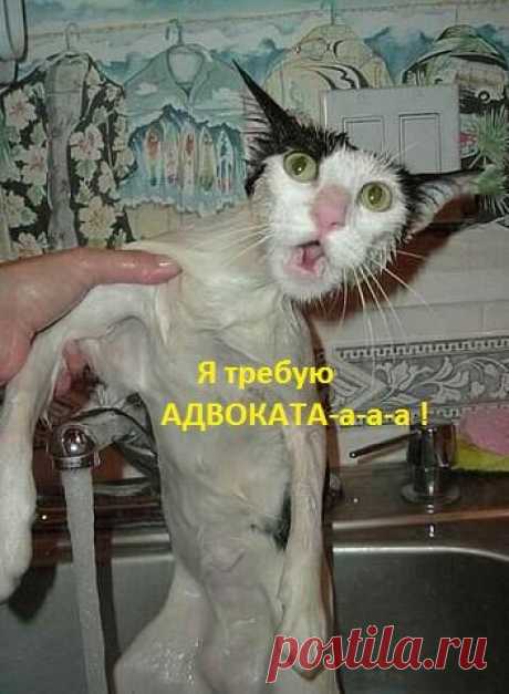 Моем кошек - кошки в ОБМОРОКЕ. Эмоции зашкаливают - смотри