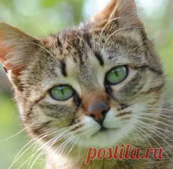 Кошки призваны наблюдать за людьми Кошки призваны наблюдать за людьми кот