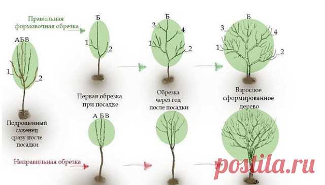 Омолаживающая обрезка яблонь осенью...