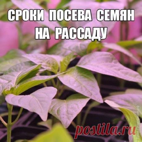 Рассада, с которой начинается богатый урожай. 
Сроки посева семян.

На дворе зима, за окном лежит снег. Но, несмотря на рекомендации об оптимальном возрасте рассады и сроках посева семян, садоводы соревнуются, кто раньше посеет. Многолетний опыт показывает, что переросшая рассада никогда не даст полноценный и ранний урожай.

А рассчитать сроки посева семян совсем просто. Нужно лишь знать:
особенности растения, срок, к которому вы хотите получить плоды и цветы, оптимальный ...