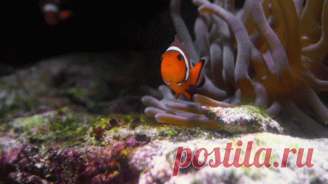 Aquarium2-gif заготовки для вашего дальнейшего творчества