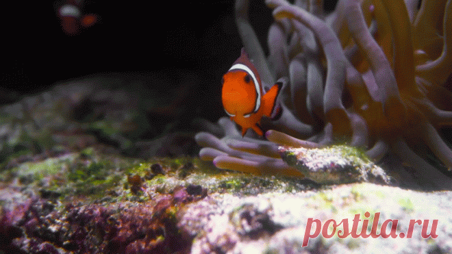 Aquarium2-gif заготовки для вашего дальнейшего творчества