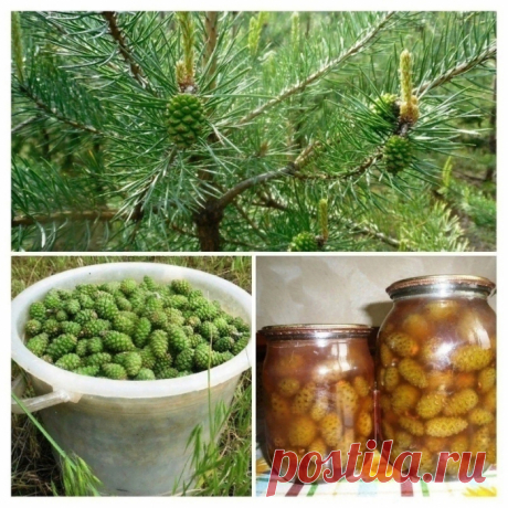 ЗЕЛЕНЫЕ ШИШКИ СОСНЫ: ЭЛИКСИР ЗДОРОВЬЯ, КОТОРЫЙ МОЖЕТ