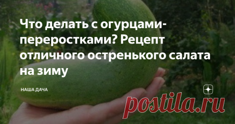 Что делать с огурцами-переростками? Рецепт отличного остренького салата на зиму Вас тоже, как и меня, жаба душит выбрасывать гигантские огурцы-переростки? И на вид вроде бы зеленый, да хороший, но в засолку такой не пустишь, а свежими салатами из огурцов уже сыты по горло. Куда девать переростки? Коллега научила меня «утилизировать» такие огурцы в заготовки: получается отличная остренькая закуска – хрустящий салатик с ароматом чеснока. Зимой с мягким хлебушком идет на ура!