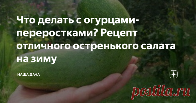 Что делать с огурцами-переростками? Рецепт отличного остренького салата на зиму Вас тоже, как и меня, жаба душит выбрасывать гигантские огурцы-переростки? И на вид вроде бы зеленый, да хороший, но в засолку такой не пустишь, а свежими салатами из огурцов уже сыты по горло. Куда девать переростки? Коллега научила меня «утилизировать» такие огурцы в заготовки: получается отличная остренькая закуска – хрустящий салатик с ароматом чеснока. Зимой с мягким хлебушком идет на ура!