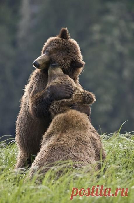 Новые фотографии милые медвежата.