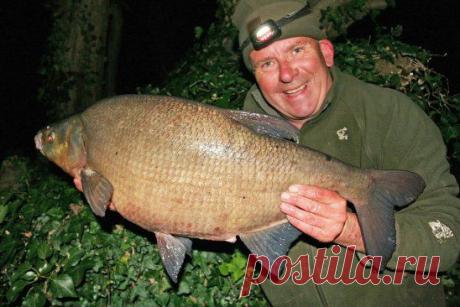 15 советов. Трофейный лещ. Ловите рыбу своей мечты!