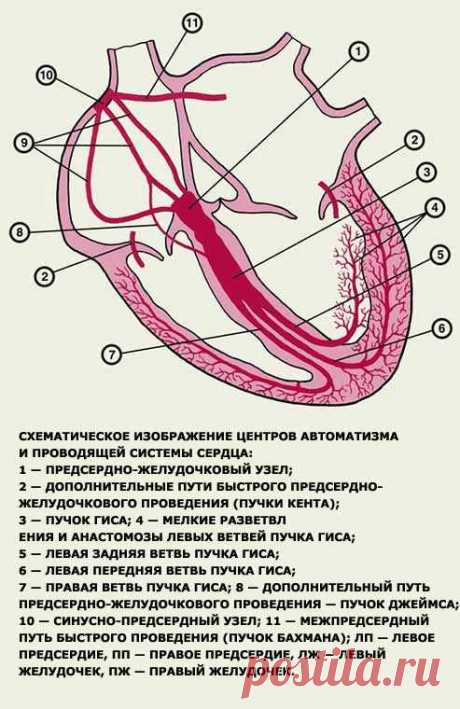 Экстрасистолия после еды причины – Экстрасистолия после еды — причины, симптомы, лечение, как урядить, частые, что делать — Доставка пиццы на дом в Туле 24 часа — Смайл Пицца!