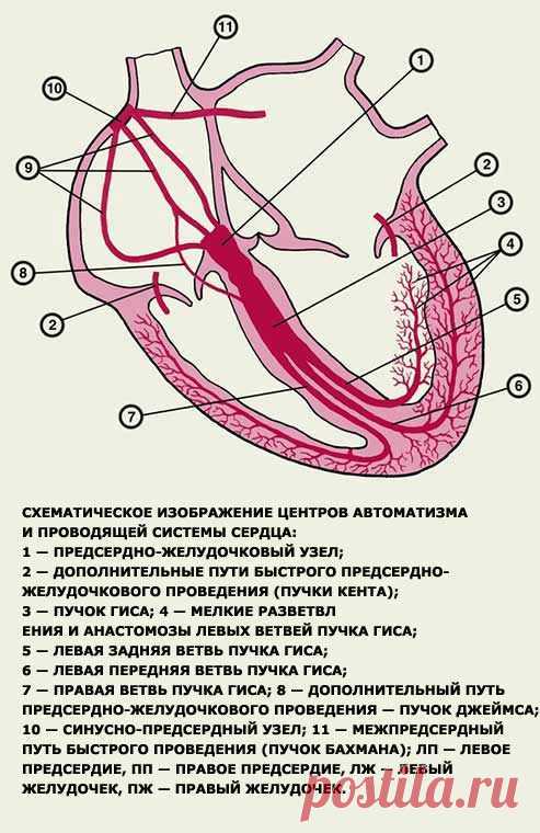 Экстрасистолия после еды причины – Экстрасистолия после еды — причины, симптомы, лечение, как урядить, частые, что делать — Доставка пиццы на дом в Туле 24 часа — Смайл Пицца!