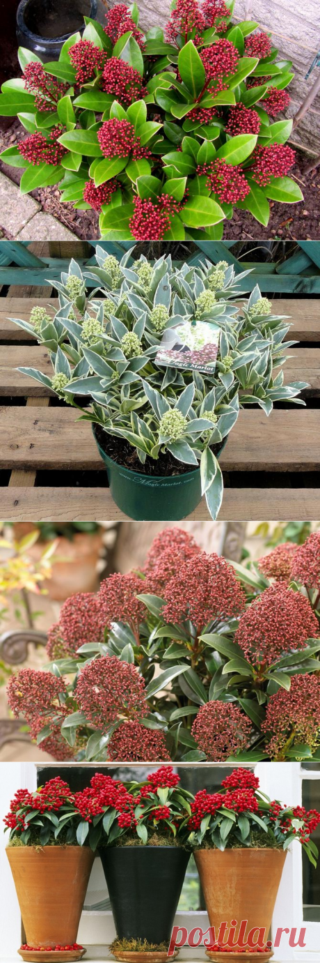 Скиммия – уход в домашних условиях. Выращивание скиммии, пересадка и размножение. Описание, виды. Фото – Flowertimes.ru