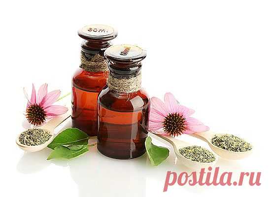 >> Эхинацея (трава) — полезные свойства и применение настойки эхинацеи, эхинацея для иммунитета детей. Как принимать эхинацею?