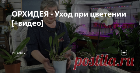 ОРХИДЕЯ - Уход при цветении [+видео] Орхидея – это тропическое растение. Она может перенести засуху и жару с повышенной влажностью. После ливней у орхидеи начинают расти листья, корни, а затем она зацветает. Растение нужно правильно освещать, содержать при определенной влажности и температуре.
Правильное освещение для орхидеи
Правильное освещение
За каждым видом орхидеи необходим особый уход. Орхидее Фаленопсис требуется яркое, но