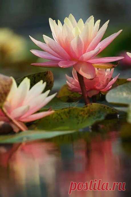 Lily Reflections 2 Canvas Print / Canvas Art by Leda Robertson  
Flor de loto.  |  Pinterest • Всемирный каталог идей
