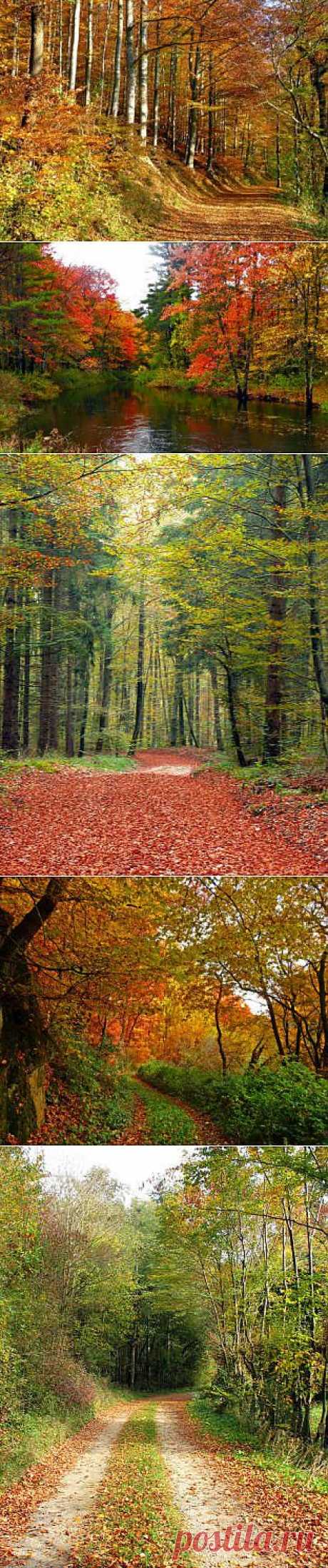 Фотографии осени - золотые краски