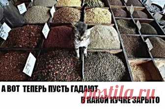 Котопост
