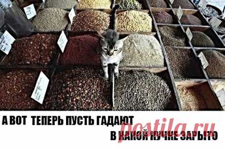 Котопост
