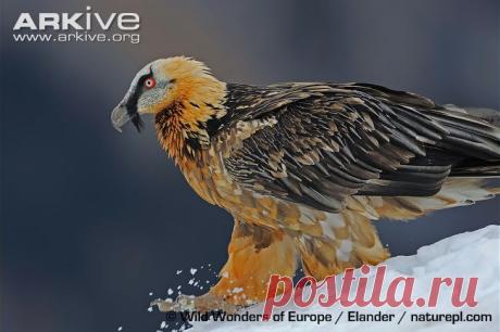 arkive animals - Поиск в Google
