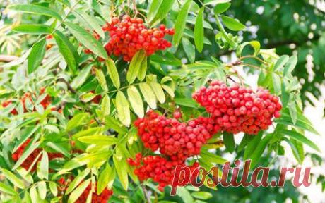 Есть в семействе Розоцветных удивительное растение – рябина обыкновенная. С незапамятных времён люди верили, что живёт в ней дух дерева – древесница, оберегающая человека от злых сил и прочих напастей. За это рябину почитали, любили и берегли. Родовое название «sorbuc» рябина получила от слова «терпкий» за соответствующий вкус плодов.