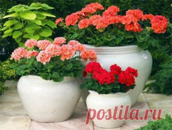 Чтобы герань была пышной, используете это средство — Калейдоскоп чудес