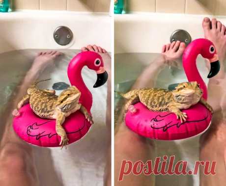 Домашние животные, чьи проделки поднимают настроение покруче любых мемов и шуток