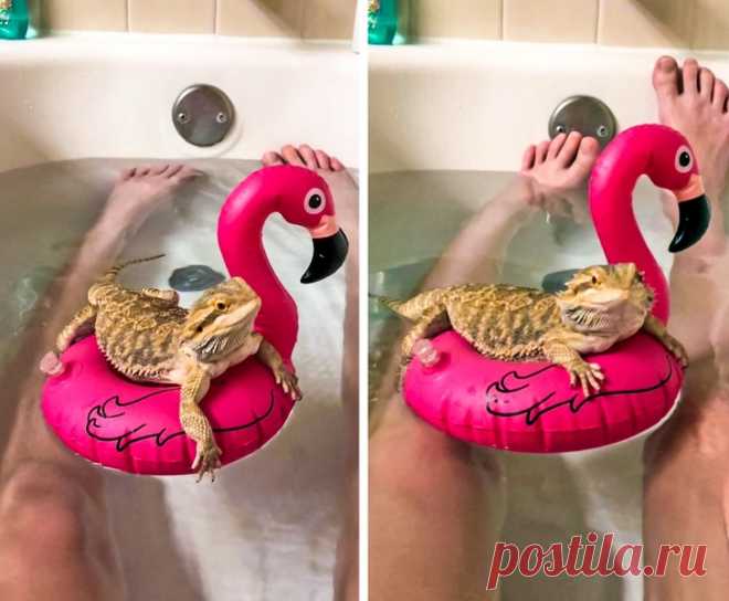 Домашние животные, чьи проделки поднимают настроение покруче любых мемов и шуток