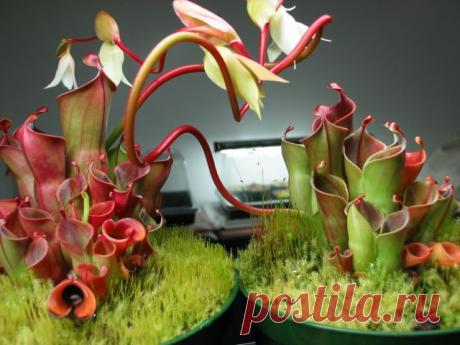 Хищные насекомоядные растения.