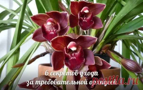 6 секретов ухода за орхидеей