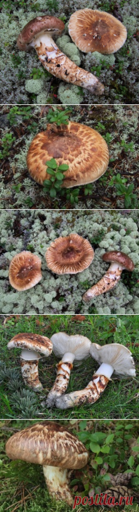 Мацутакэ (Tricholoma matsutake) | Энциклопедия грибов