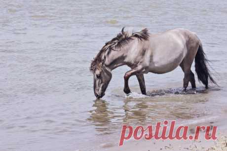 фотографии - 
HeyPony - 
конники Польский коник, Нидерланды
Автор: HeyPony