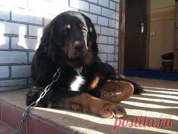 Хазар  - сын Асара и Дао-Тааты. 2 года. На охране гУсУдарственной родной границы своего крылечка!