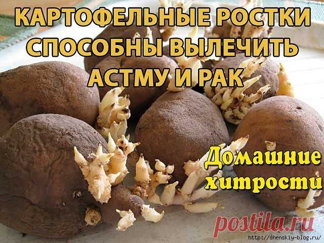 Картофельные ростки лечат астму и рак!